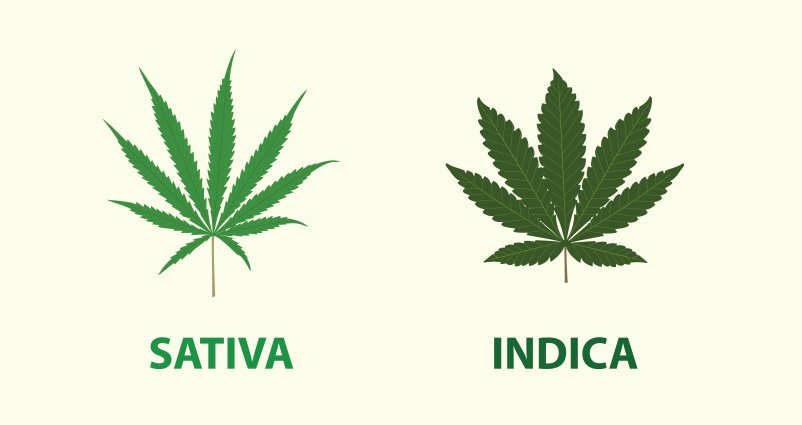BREAKING DOWN THE DIFFERENCES BETWEEN SATIVA AND INDICA