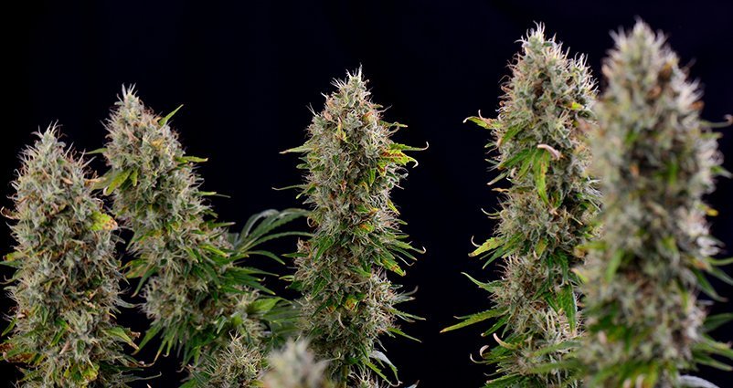 HOW TO CHOOSE THE BEST MARIJUANA STRAIN FOR YOU